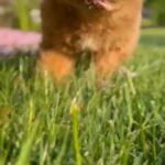 Labradoodles For Sale in New York City, New York