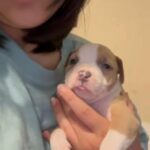 Peanut (Bluenose Pit-bull) in Conway, South Carolina