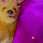 Two Year Old Chihuahua Female Dog in Los Angeles, California