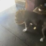 Bully Xl in Los Angeles, California
