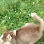 siberian husky male pup in New York City, New York