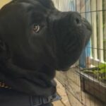 Cane Corso rehoming in Stonecrest, Georgia