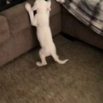 Great Dane Puppy ? Snow White in Dallas, Texas