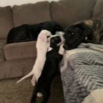 Great Dane Puppy ? Mazikeen in Dallas, Texas
