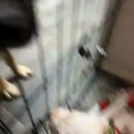 ❤️?Great Dane ❤️?Puppies❤️? in Dallas, Texas