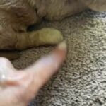 Molly in Springfield, Missouri