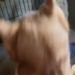 2month old red husky BOY  $1400  brooklyn n.y in New York City, New York