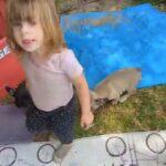 French Bulldog puppies for sale in Florida in Gainesville, Florida