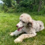 Coco Puff in Johnson City, Tennessee