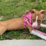 Pit bull puppy in Arizona City, Arizona