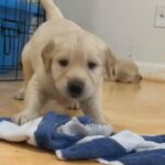 AKC English cream golden retrievers in Arizona City, Arizona