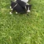 English Bull Terriers in Norwalk, Iowa