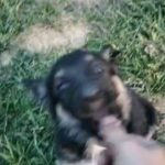 German Shepherd Puppies in Dayton, Ohio