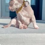 AKC French Bulldog Male New Shade Isabella in West Point, Utah