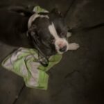 Chopper in Los Angeles, California