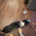 Rehome Puppy Oreo in Raleigh, North Carolina
