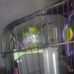 Budgies in Phoenix, Arizona