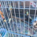 🌟 Adorable Baby Cockatiels for Sale! 🌟 in Orange, California