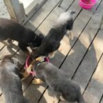 Akc German Shepherd Puppies in Spring Hill, Florida