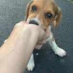 Sophie in Springfield, Missouri