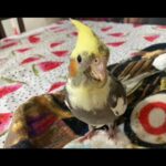 ? Adorable Baby Cockatiels! ? in Orange, California