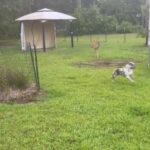 King And His Pet Deer in Beaumont, Texas