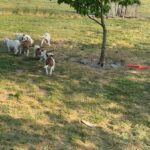 American Bulldog puppies looking for forever homes in South Jersey in Arizona City, Arizona