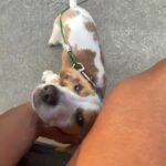 Lemon drop beagle for sale in Arizona City, Arizona