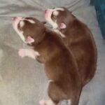 Ice Blue eyes New Born Husky Pups in Arizona City, Arizona