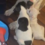 Pitbull puppy in Arizona City, Arizona