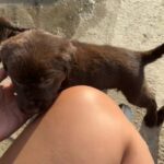 Chocolate Lab Pups in Fontana, California