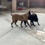 11 Month Canecorso in San Bernardino, California