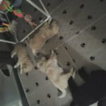 Goldendoodles in Springfield, Massachusetts