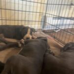 Pure Bluenose Puppy in Tacoma, Washington
