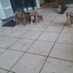3 male Pomsky puppies 8 weeks old in Arizona City, Arizona