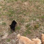 AKC Toy poodle Puppies in Arizona City, Arizona
