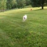 Lab Pyrenees Mix Puppy in Nicholasville, Kentucky