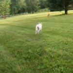 Lab Pyrenees Mix Puppy in Nicholasville, Kentucky