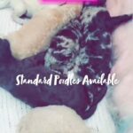 standar Poodles Available! in New Haven, Connecticut