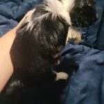brooklyn  nyc  longhair teacup purebreed  chihuahuaGIRL$1800 in New York City, New York