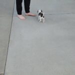 Jack Russel and Beagle mix in Arizona City, Arizona