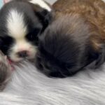 Fluffy French Bulldogs in Orlando, Florida