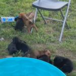 Puppies For Sell!! Mixed Breeds in Prattville, Alabama