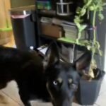 Rehoming This Special Girl in Houston, Texas