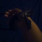 snake in Baton Rouge, Louisiana