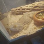 male mid juvenile bearded dragon in Auburn, Washington