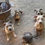 Xl American Bully in Phoenix, Arizona