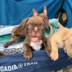 American Bully Pups in Los Angeles, California