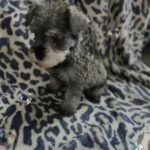 Miniature Schnauzers in Houston, Texas