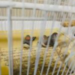 Zebra Finches For Sale (2 M, 1 FM) in Edinburg, Texas